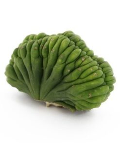 SAN PEDRO CRESTED (ECHINOPSIS PACHANOI CRISTATA)