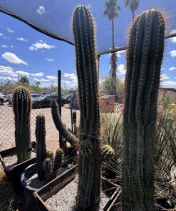 Südamerikanischer Saguaro