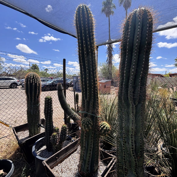 Südamerikanischer Saguaro