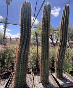 Südamerikanischer Saguaro