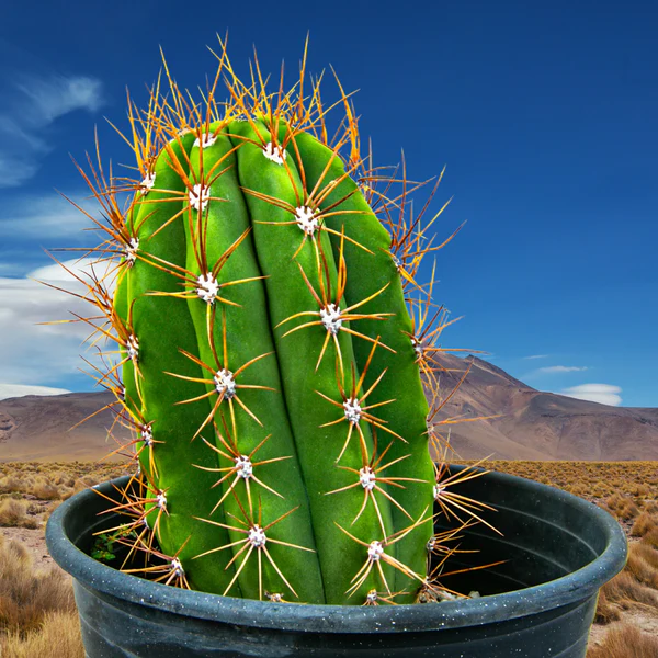 Südamerikanischer Saguaro