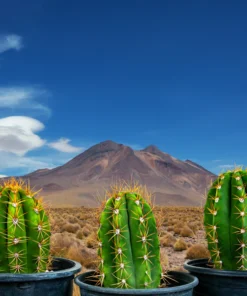 Südamerikanischer Saguaro