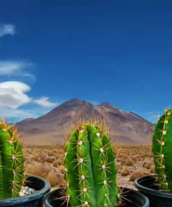 Südamerikanischer Saguaro