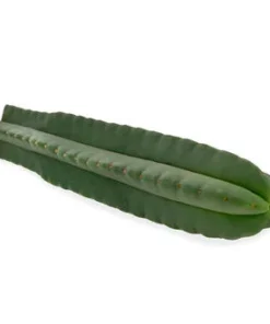 SUPER PEDRO (ECHINOPSIS SCOPULICOLA)