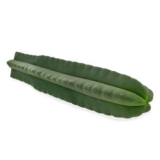 SUPER PEDRO (ECHINOPSIS SCOPULICOLA)