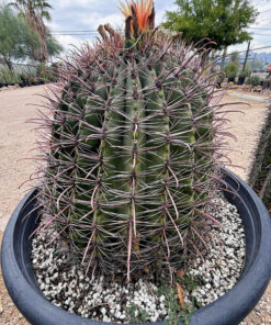 Südwestlicher Fasskaktus