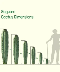 Saguaro-Kaktus