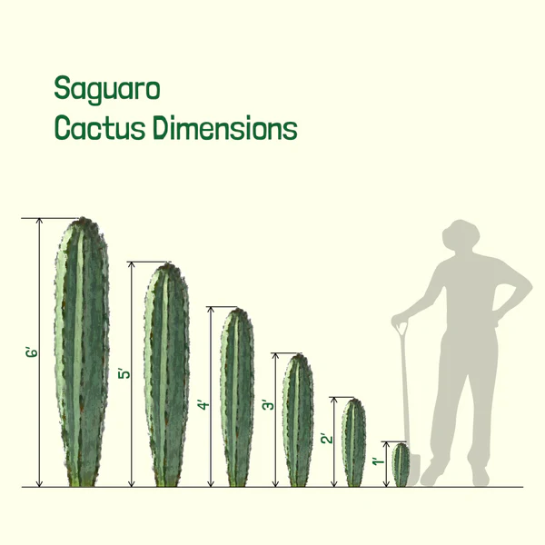 Saguaro-Kaktus
