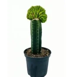 San Pedro Cristate Lime small – Trichocereus Pachanoi