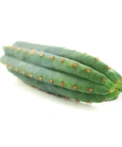 Peyote Kaktus: Pflege, Eigenschaften und rechtliche Hinweise