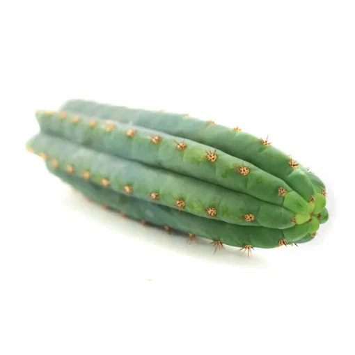 San Pedro Cutting Macrogona (Trichocereus) 25 – 35 cm