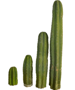 San Pedro Cutting Peruvianus (Trichocereus) 25 – 35 CM