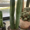San Pedro Kaktus zu verkaufen – Trichocereus Pachanoi – 30″ und 24″