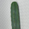San Pedro Kaktus „Echinopsis pachanoi