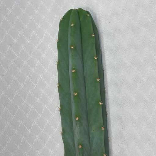 San Pedro Kaktus „Echinopsis pachanoi