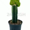 San Pedro Pachanoi (Trichocereus) im großen Topf 25 cm – 40 cm