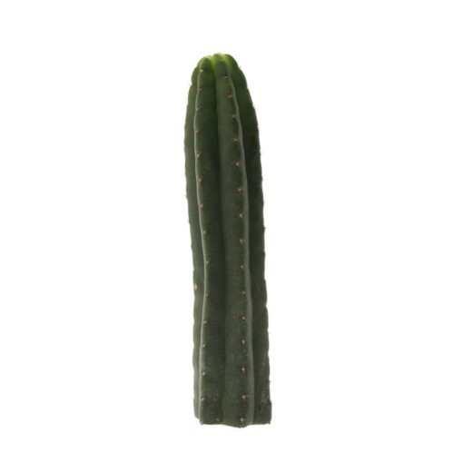 San Pedro Cutting Pachanoi (Trichocereus) 35 – 45 cm
