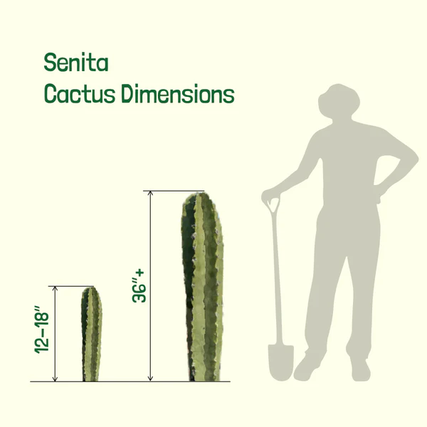 Senita-Kaktus