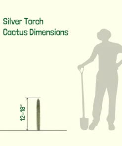 Silberner Fackelkaktus