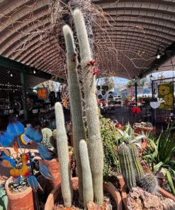 Silberner Fackelkaktus