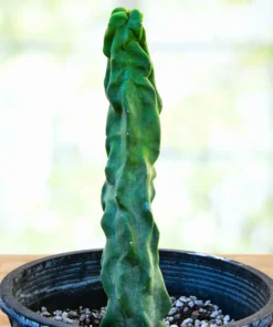 Totempfahl „Minor“