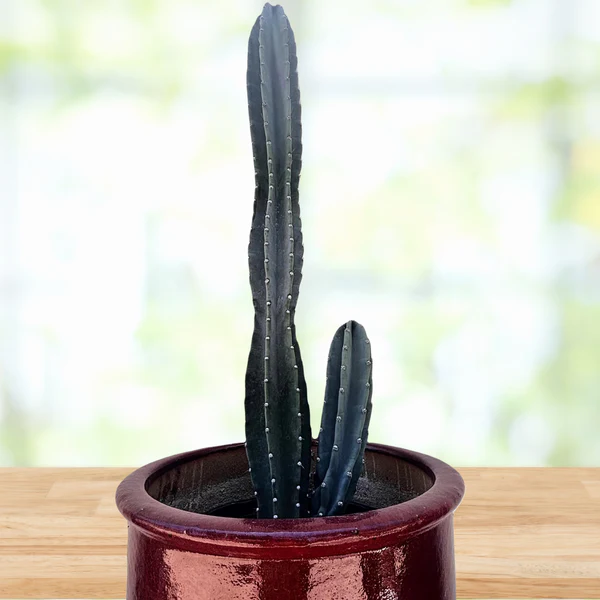 Peruanischer Apfelkaktus