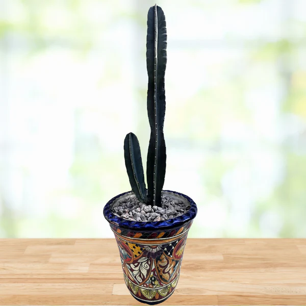 Peruanischer Apfelkaktus