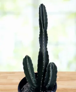 Peruanischer Apfelkaktus