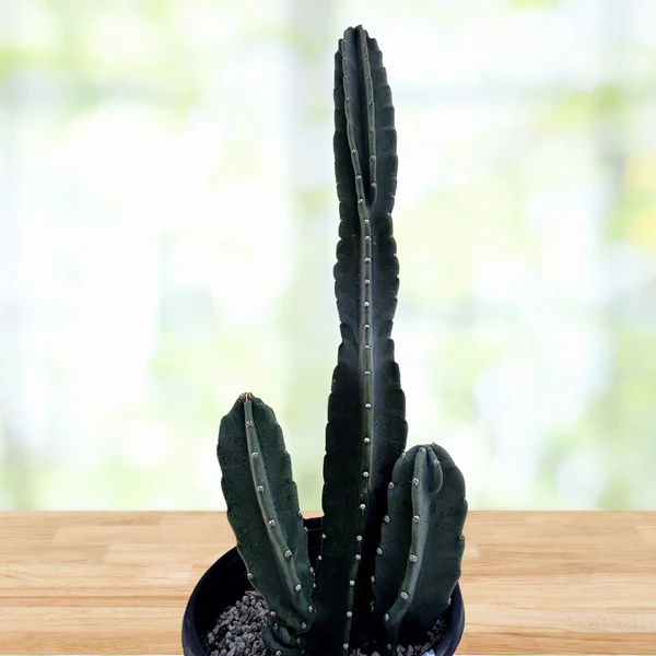 Peruanischer Apfelkaktus