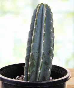 Peruanischer Apfelkaktus