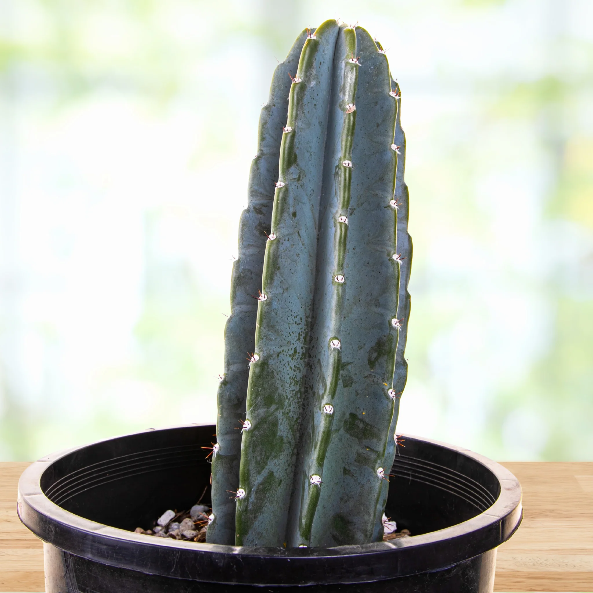 Peruanischer Apfelkaktus