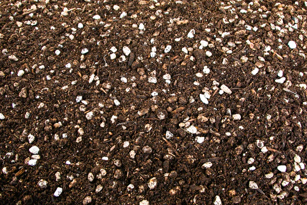 Kakteen- und Sukkulentenerde