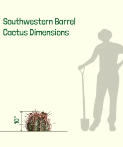 Südwestlicher Fasskaktus