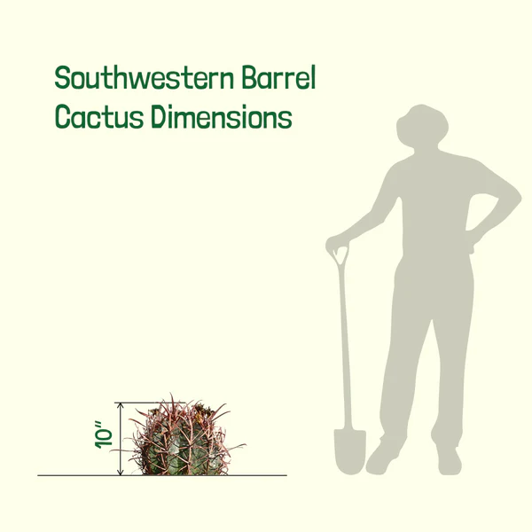 Südwestlicher Fasskaktus