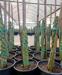 Spiral-Totempfahl-Kaktus