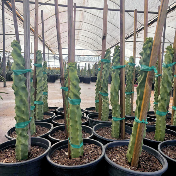 Spiral-Totempfahl-Kaktus