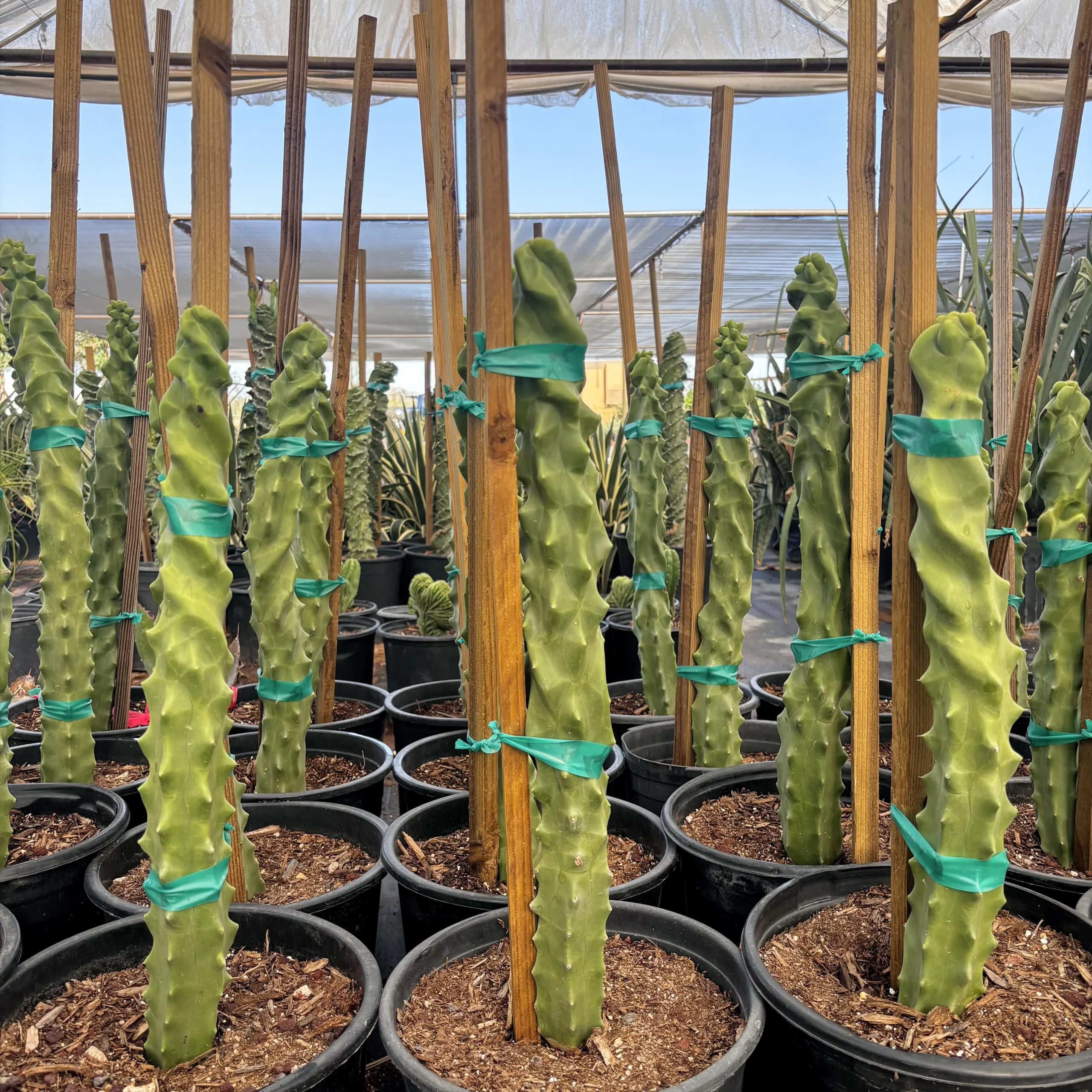 Spiral-Totempfahl-Kaktus