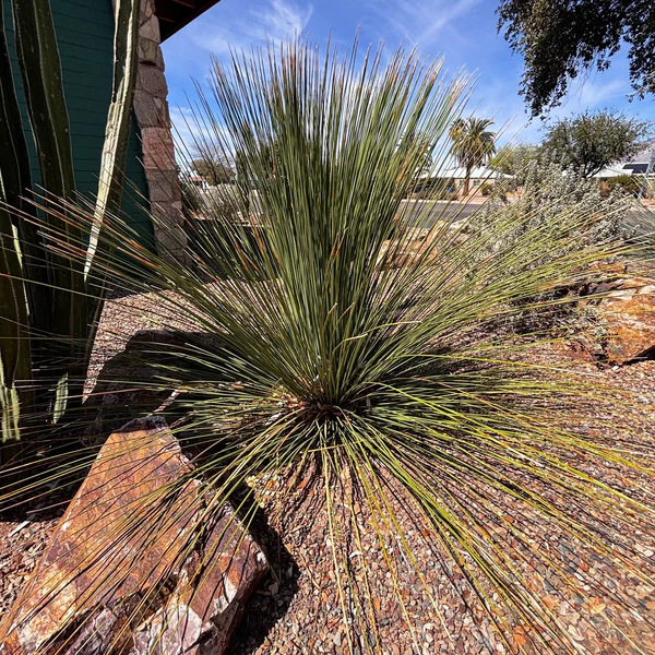 Mexikanischer Grasbaum