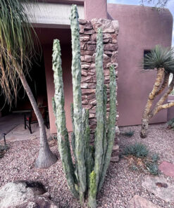 Totempfahl „Minor“