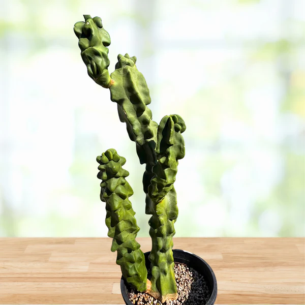 Totempfahl „Major“