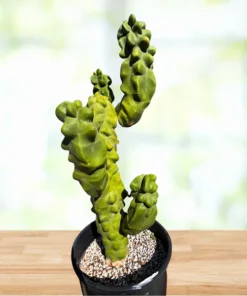 Totempfahl „Major“