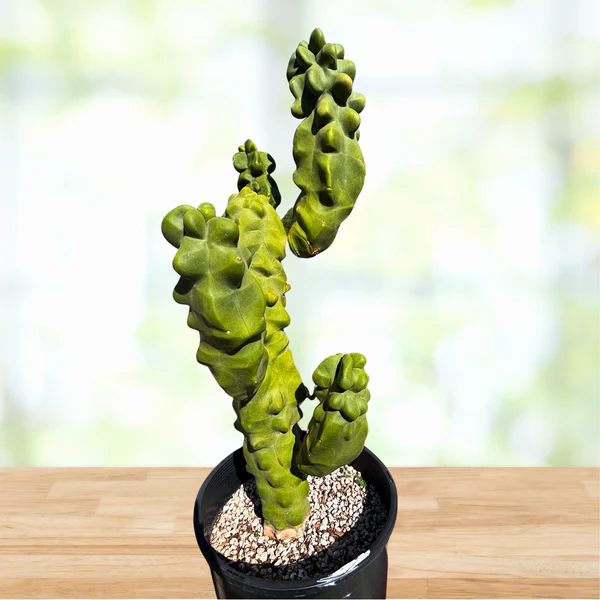 Totempfahl „Major“