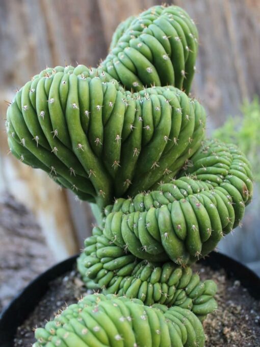 Trichocereus pachanoi – cristata (San Pedro) Big