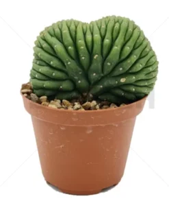 Trichocereus pachanoi – cristata (San Pedro) In soil – Small