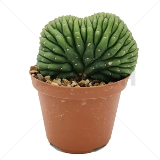 Trichocereus pachanoi – cristata (San Pedro) In soil – Small