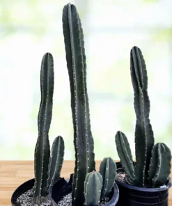 Peruanischer Apfelkaktus