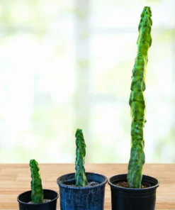 Totempfahl „Minor“