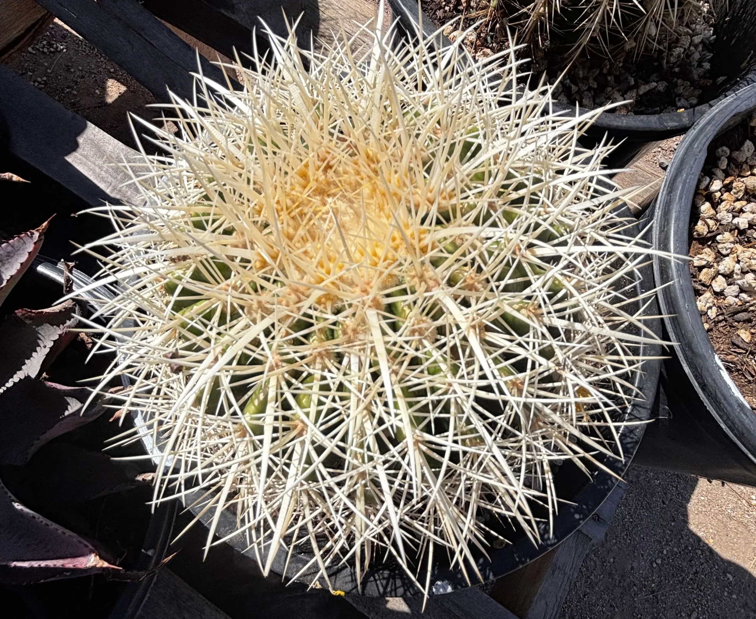 Golden Barrel Cactus var. Albispinus