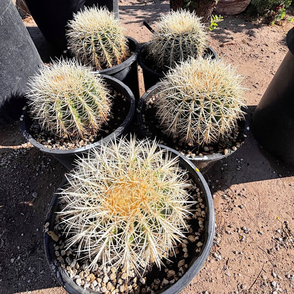 Golden Barrel Cactus var. Albispinus