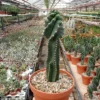 Cereus peruvianus tortuosus